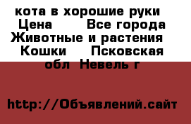 кота в хорошие руки › Цена ­ 0 - Все города Животные и растения » Кошки   . Псковская обл.,Невель г.